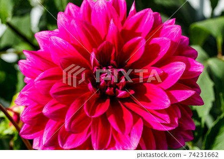 Purple dahlia flower growing in the garden 74231662