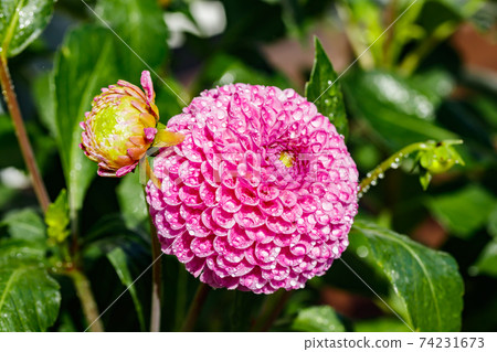 Pink dahlia flower with raindrops growing in the garden Pink dahlia flower with raindrops growing in the garden 74231673