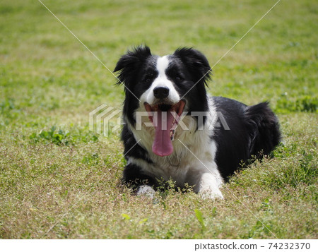 border collie ball