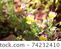 Viola 74232410