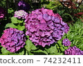 Hydrangea 74232411