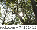 Sunbeams 74232412