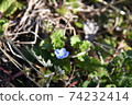 Persian speedwell 74232414