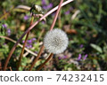 Dandelion's fluff 74232415