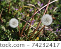Dandelion's fluff 74232417