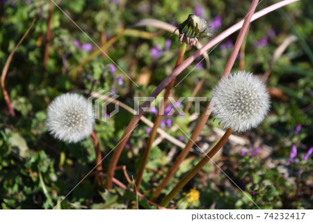 Dandelion's fluff Dandelion's fluff 74232417