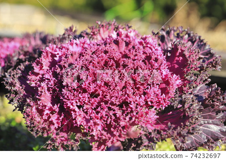 Beautiful kale Beautiful kale 74232697