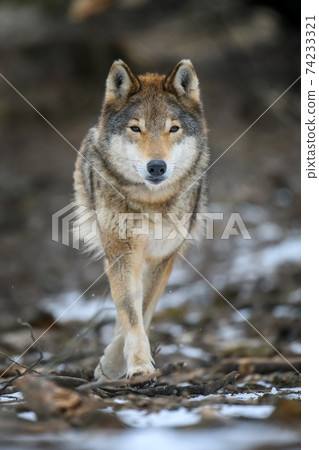 Close up wolf in winter forest background 74233321