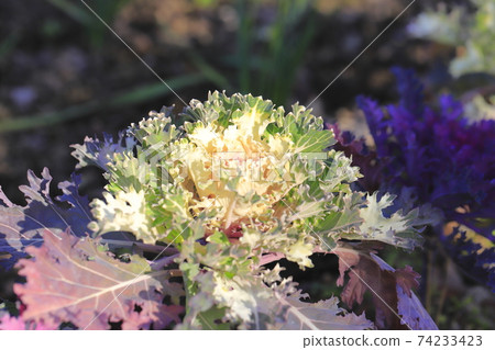Beautiful kale Beautiful kale 74233423