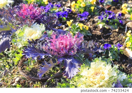 Beautiful kale Beautiful kale 74233424