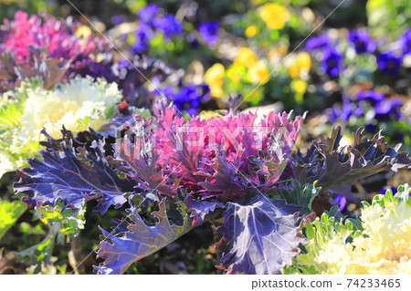 Beautiful kale 74233465