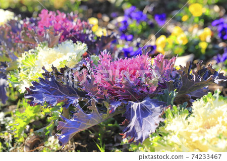 Beautiful kale 74233467