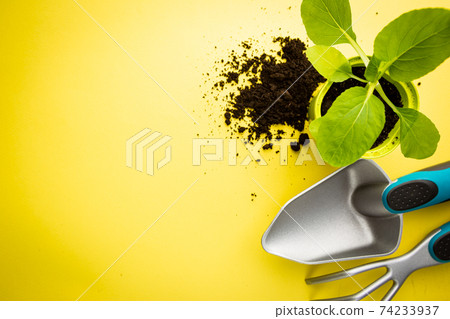 Gardening or planting concept. Gardening or planting concept. 74233937