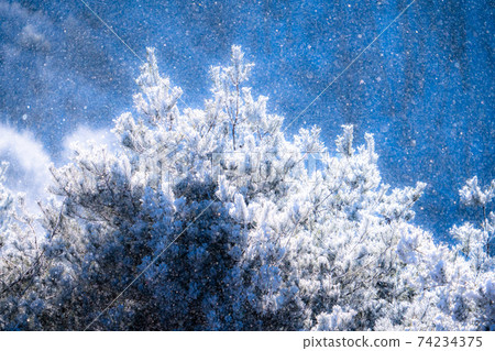 《Nagano》 Diamond dust dance, rime forest 74234375