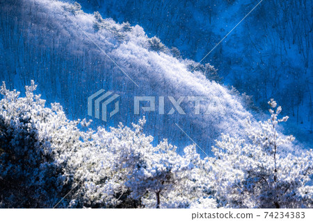 《Nagano》 Diamond dust dance, rime forest 74234383