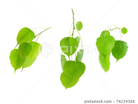 Green tropical leaves set isolated on white background Summer design and nature environment concept (Pho leaf, bo leaf,bodhi leaf) Green tropical leaves set isolated on white background Summer design and nature environment concept (Pho leaf, bo leaf,bodhi leaf) 74234388