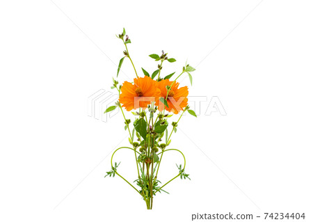 Beautiful yellow flower tree on white background,with clipping path Beautiful yellow flower tree on white background,with clipping path 74234404