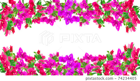 Bougainvillea flower frame on white background ,Provincial flower of phuket thailand Bougainvillea flower frame on white background ,Provincial flower of phuket thailand 74234405