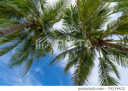 Coconut palm trees on blue sky and white clouds background as seen from below Summer and travel background concept 74234422