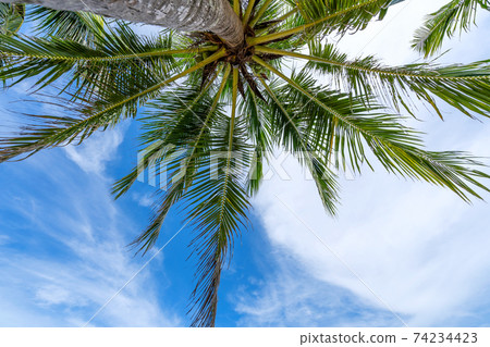Coconut palm trees on blue sky and white clouds background as seen from below Summer and travel background concept 74234423