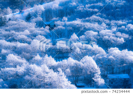 《Nagano Prefecture》 Rime virgin forest, Tateshina Highland 74234444