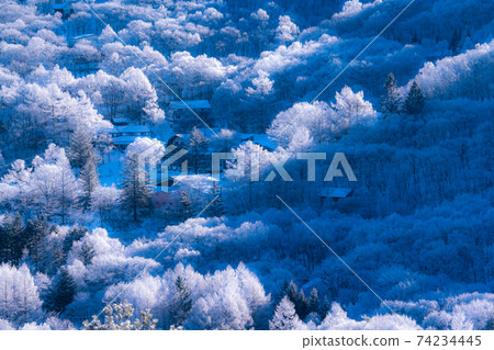 《Nagano Prefecture》 Rime virgin forest, Tateshina Highland 74234445
