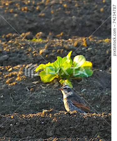 Thrush landing in the winter field 74234787