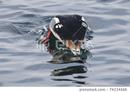 Male Red-breasted Merganser, Mergus serrator, in midst of a dive 74234886