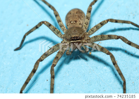 Close up head wolf spider is insect animal on blue color cement floor 74235185