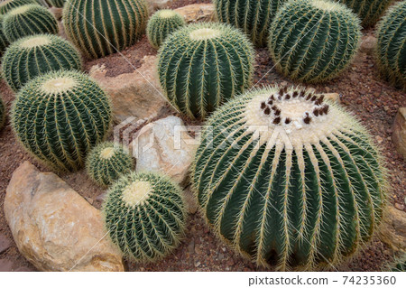 A garden of the giant cactus 74235360