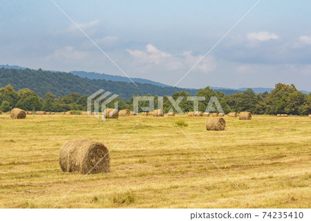 A field with round haystacks after harvest. A field with round haystacks after harvest. 74235410