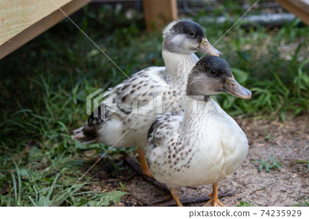 Very colorful Backyard Pet Snowy Call ducks Very colorful Backyard Pet Snowy Call ducks 74235929