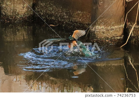 川崎繩索緊張之戰 74236753