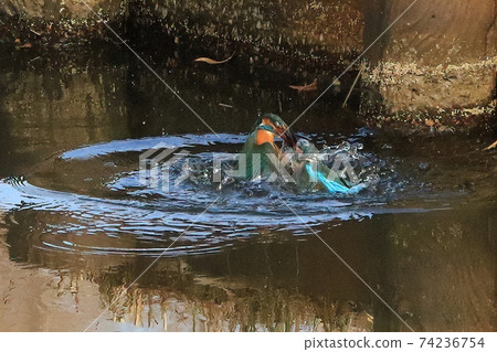 川崎繩索緊張之戰 74236754