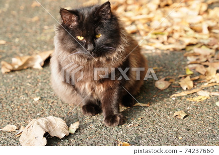 A male stray cat with a luxurious coat that shines wonderfully in the morning sun A male stray cat with a luxurious coat that shines wonderfully in the morning sun 74237660
