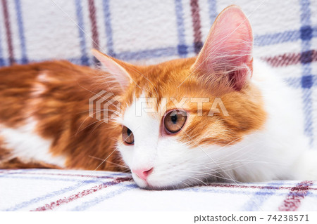 Beautiful young cat white and ginger color in cozy apartment rest on blanket. Beautiful young cat white and ginger color in cozy apartment rest on blanket. 74238571