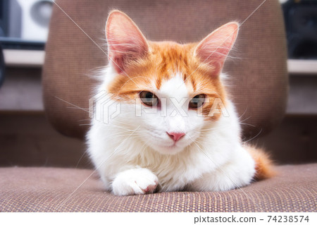 Young cat white and ginger colour at home. The calm cat lies on chair. Lovely home pet. Young cat white and ginger colour at home. The calm cat lies on chair. Lovely home pet. 74238574