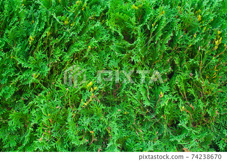 Green juniper background Green juniper background 74238670
