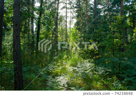 Overgrown forest Overgrown forest 74238698
