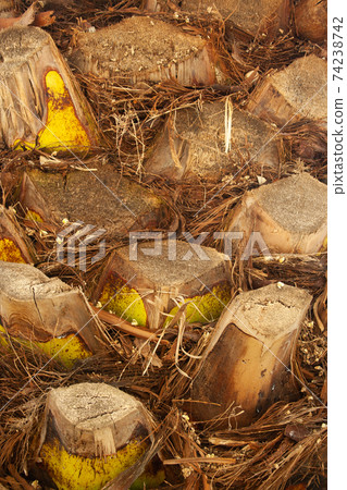 Big palm trunk 74238742