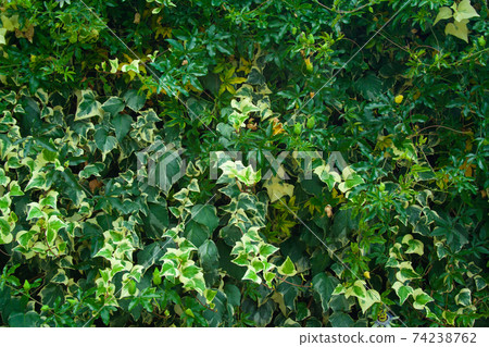 Green wall of passiflora 74238762