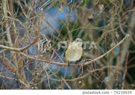 A small bird, Daurian Redstart, perches on a lacquer tree and screams in a cute voice. A small bird, Daurian Redstart, perches on a lacquer tree and screams in a cute voice. 74238939