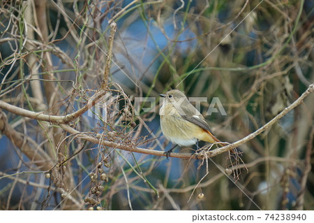 A small bird, Daurian Redstart, perches on a lacquer tree and screams in a cute voice. A small bird, Daurian Redstart, perches on a lacquer tree and screams in a cute voice. 74238940