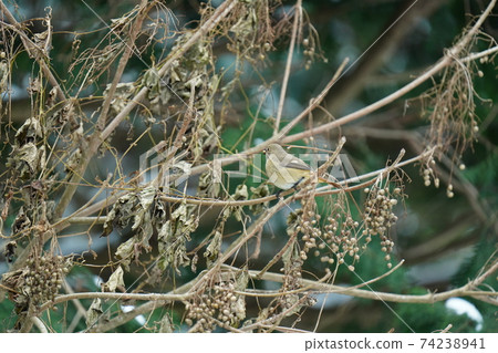 A small bird, Daurian Redstart, perches on a lacquer tree and screams in a cute voice. 74238941