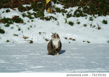 您不會看到下雪前被分開的小貓，但前小貓的母貓卻焦慮不安地環顧四周 74239192