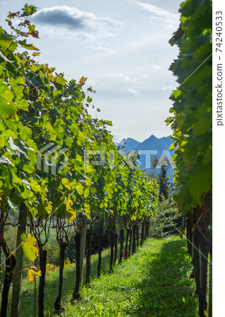 Alpine vineyard in valle di blenio, Switzerland Alpine vineyard in valle di blenio, Switzerland 74240533