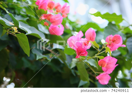 九重葛花 九重葛花 74240911