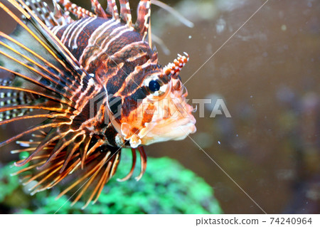 Antenna fire fish   (Pterois antennata) 74240964