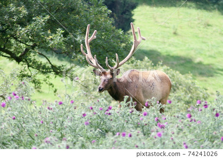Bull elk  (Cervus canadensis) 74241026