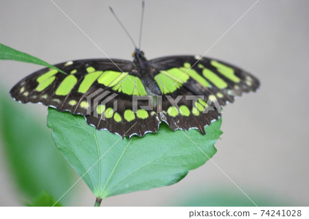 dido longwing (Philaethria dido) dido longwing (Philaethria dido) 74241028